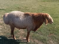 Beran, Arashan sheep — foto 6