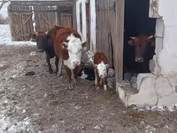 Lembu ternakan (lot, jantina tidak dinyatakan), Kazakh White-headed cow — foto 5