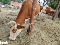Krava, Maďarské šedé plemeno — foto 1