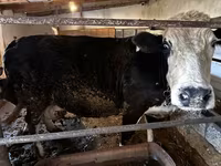 گاو ماده, Simmental cattle — عکس 2