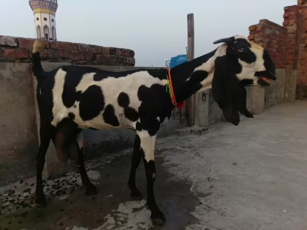بز ماده, Beetal goats