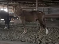 Caballo, Russian Don — foto 3