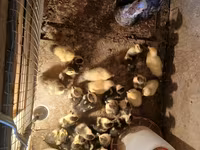 Turkeys — عکس 3