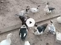 Ducks — عکس 1