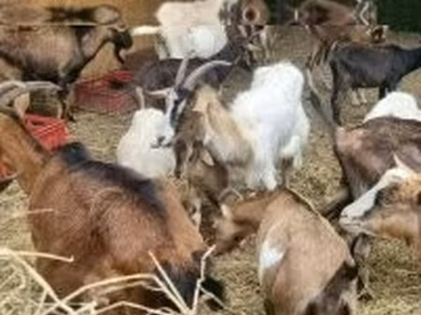 Коза, Alpine goat
