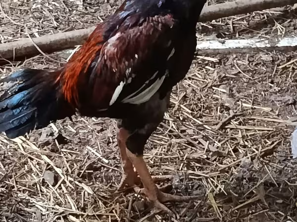 Chickens