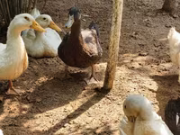 Nemački pekin — fotografija 8