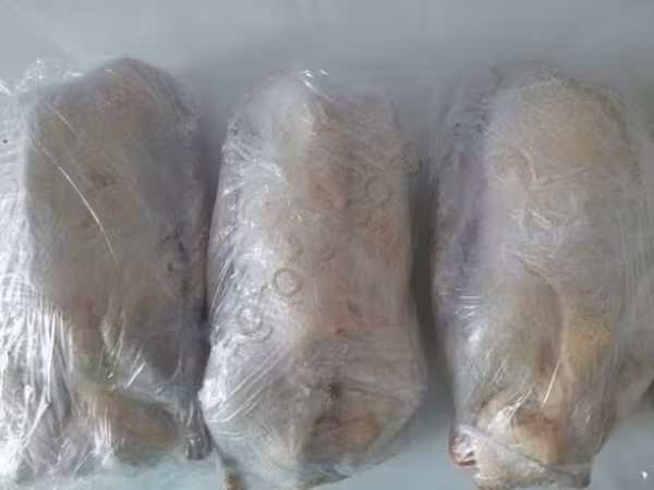 Geese — Rusia