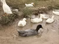 Ducks — 3. fotó