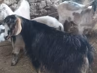 Kambing betina, Goats — foto 3