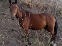 Cheval, Chevaux — photo 1