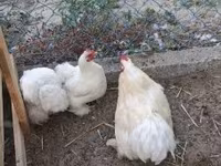 Pekin-Zwerg — Foto 3