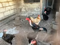 Chickens — Foto 2