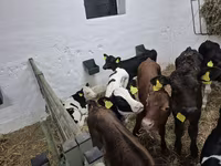 Ταύρος, Russian Black pied cattle — φωτογραφία 5