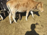Mucca, Simmental cattle — foto 4