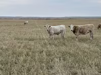 گاو نر, Swiss cattle — عکس 7