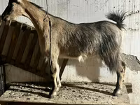 Get, Alpine goat — foto 3