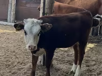 Bulle, Kasachische Weißkopfkuh — Foto 4