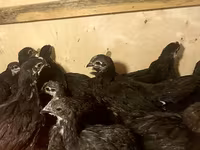 Australian Pit Game fowl — sawirka 3
