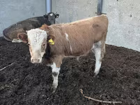 Ko, Simmental cattle — foto 6