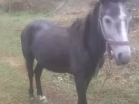 Kuda jantan, Horses — foto 4