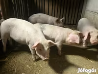 Eber, Schweine — Foto 1