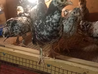 Bantam giapponese — foto 3