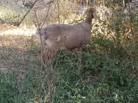 Beran, Hissar sheep — foto 3