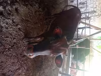 Vacă, Bovine — foto 1