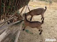 Buk, Alpine goat — foto 6