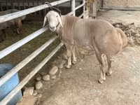 แกะตัวผู้, Rhon sheep — รูปภาพ 5