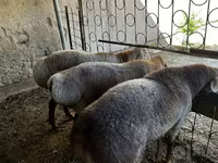 مینڈھا, بھیڑیں — تصویر 7