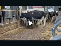 Vache, Race Holstein — photo 3