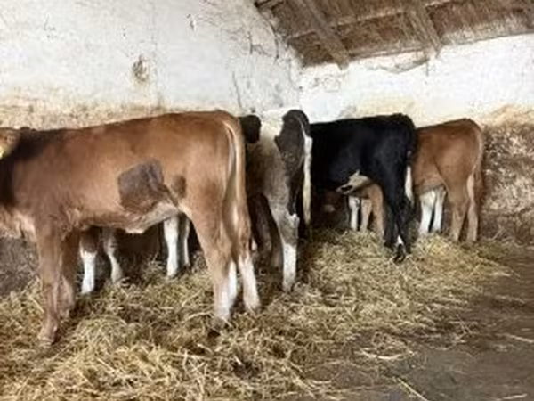 Mucca, Bovini