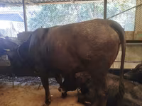 گاو ماده, Swiss cattle — عکس 2