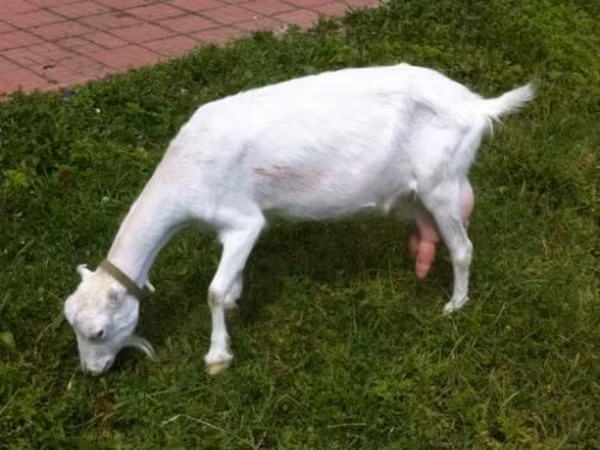 Koza, Saanen goat — Rusko