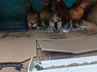Bantam giapponese — foto 2