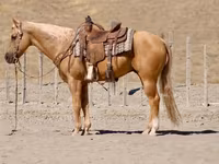Kuda jantan, Quarter Horse — foto 3