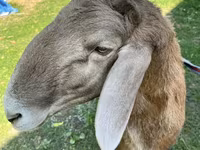 मेढ़ा, Arashan sheep — फ़ोटो 6