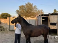گھوڑا, گھوڑے — تصویر 2