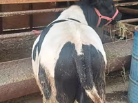گاو نر, Russian Black pied cattle — عکس 5
