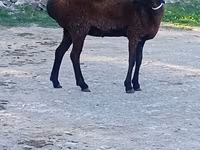 Ovce, Ovce — foto 2