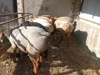 Beran, Ovce — foto 2