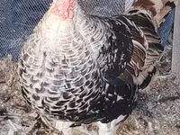 Turkeys — عکس 4