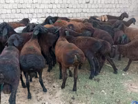公羊, Blackheaded Persian sheep — 照片 1