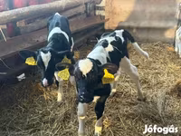Byk, Russian Black pied cattle — zdjęcie 5