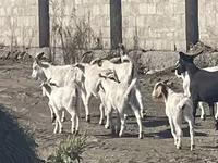 بز ماده, بز — عکس 8