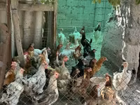 Chickens — 照片 4