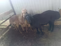Beran, Arashan sheep — foto 3