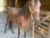 Faras, Rocky Mountain Horse — sawirka 3